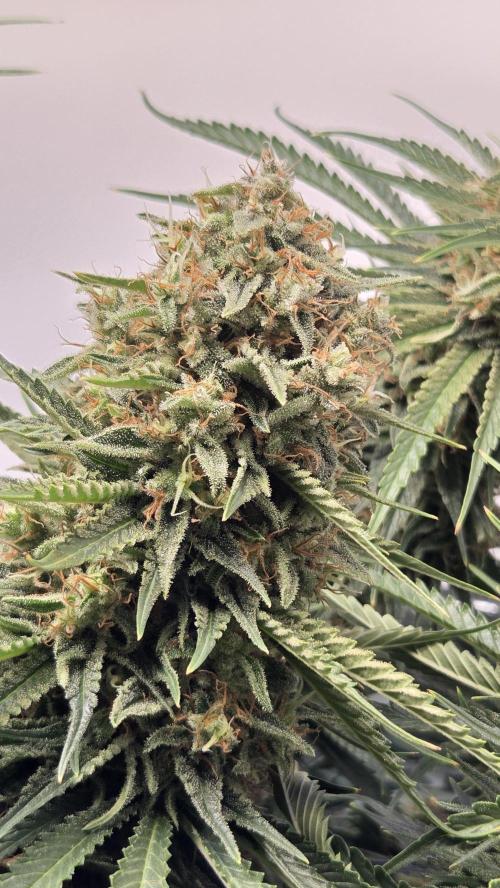 Amnesia 🧠. Week 19