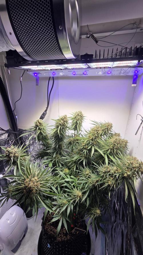 Amnesia 🧠. Week 19
