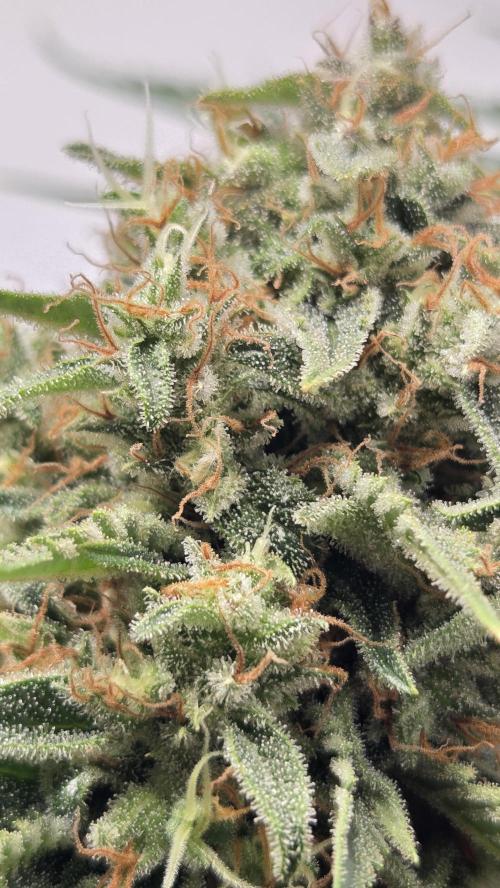 Amnesia 🧠. Week 19