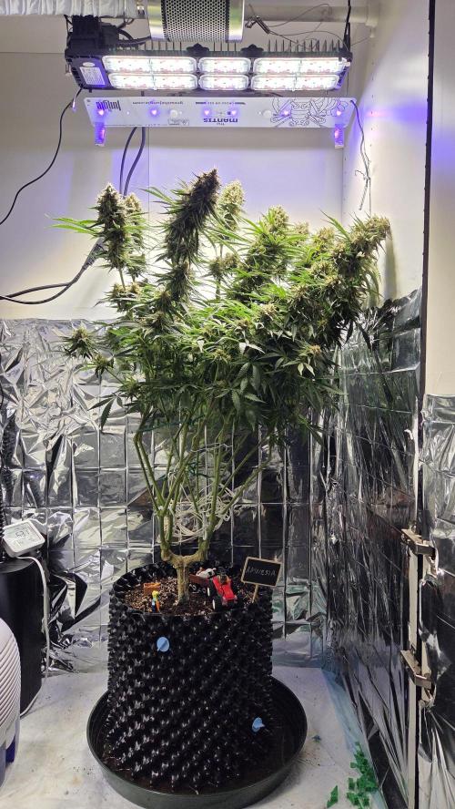 Amnesia 🧠. Week 19