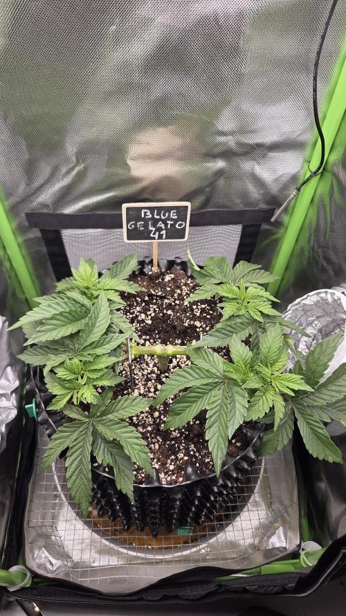 Blue Gelato 41 🍦. Week 6