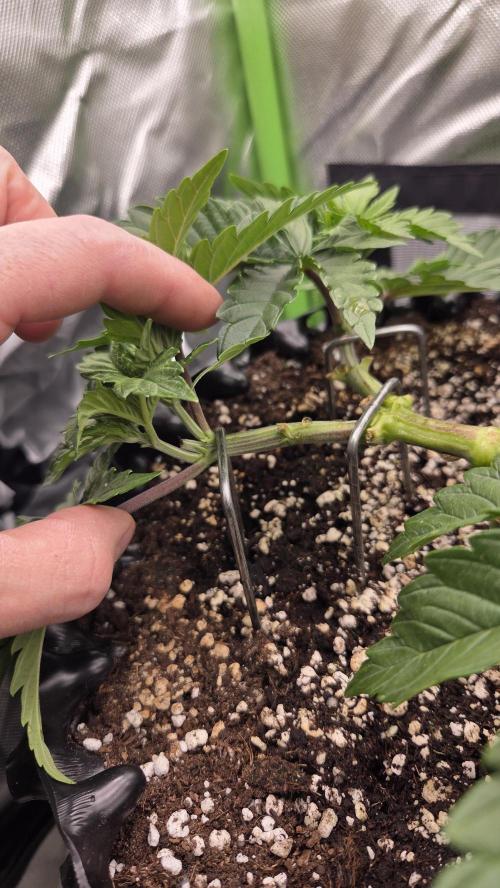 Blue Gelato 41 🍦. Week 6