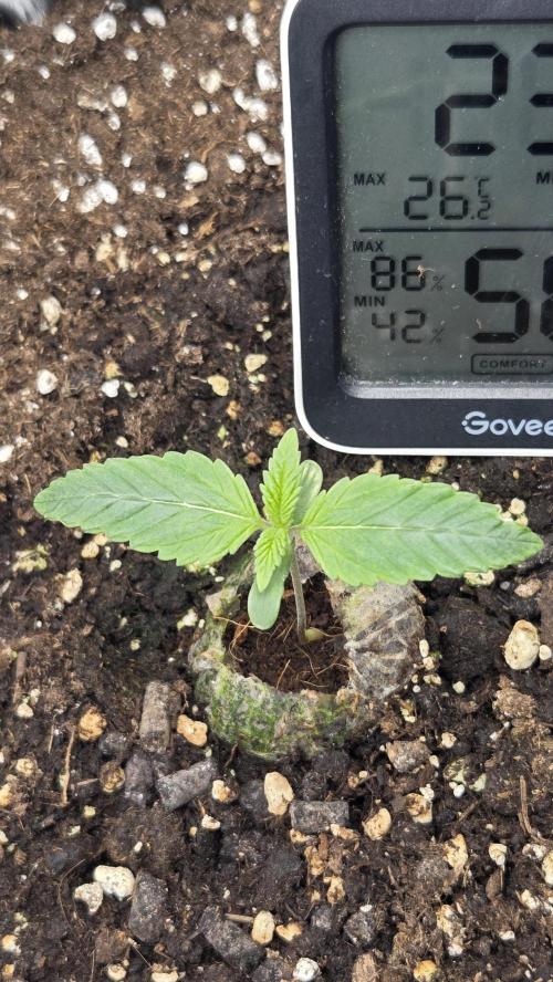 Gorilla Punch Auto 🦍🥊. Week 1