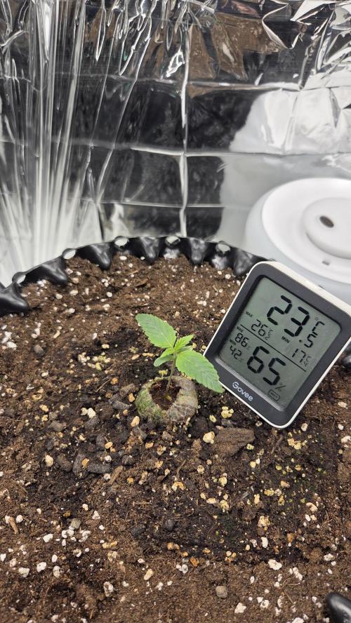 Gorilla Punch Auto 🦍🥊. Week 1