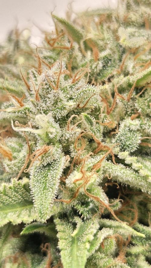 Amnesia 🧠. Week 20