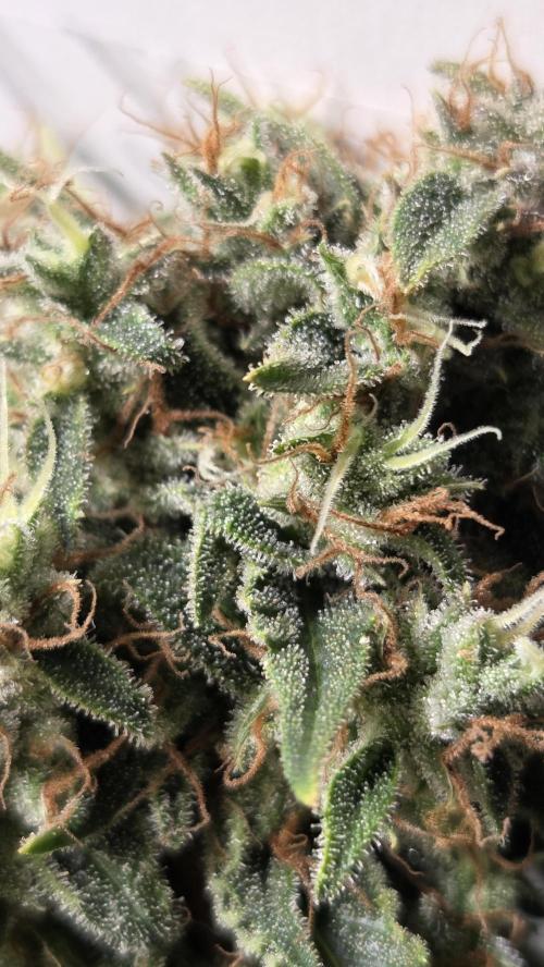 Amnesia 🧠. Week 20