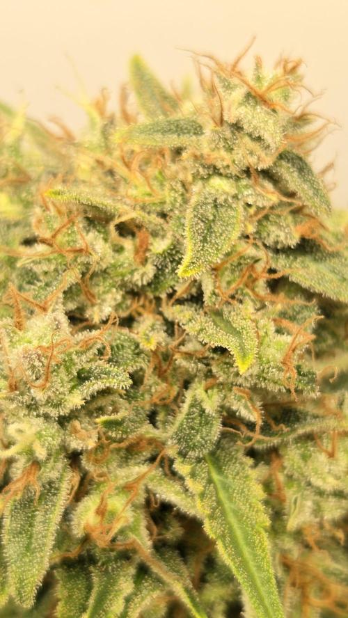 Amnesia 🧠. Week 20