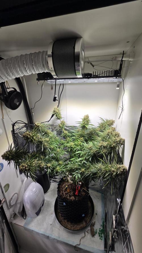 Amnesia 🧠. Week 20