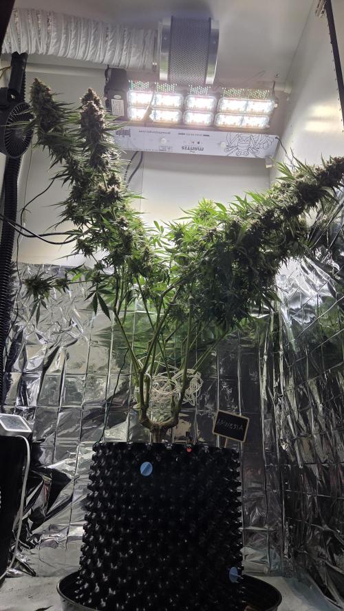 Amnesia 🧠. Week 20