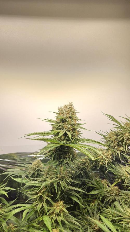 Amnesia 🧠. Week 20