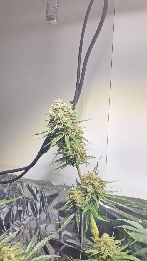 Amnesia 🧠. Week 20