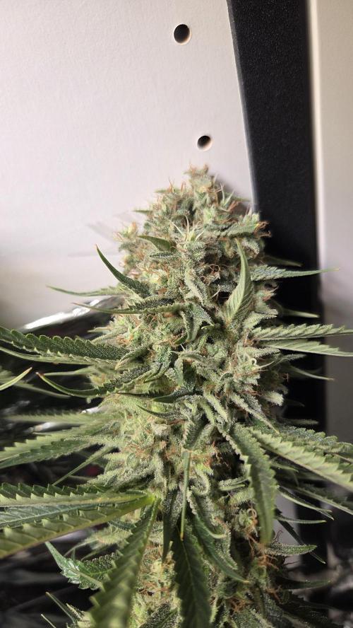 Amnesia 🧠. Week 20