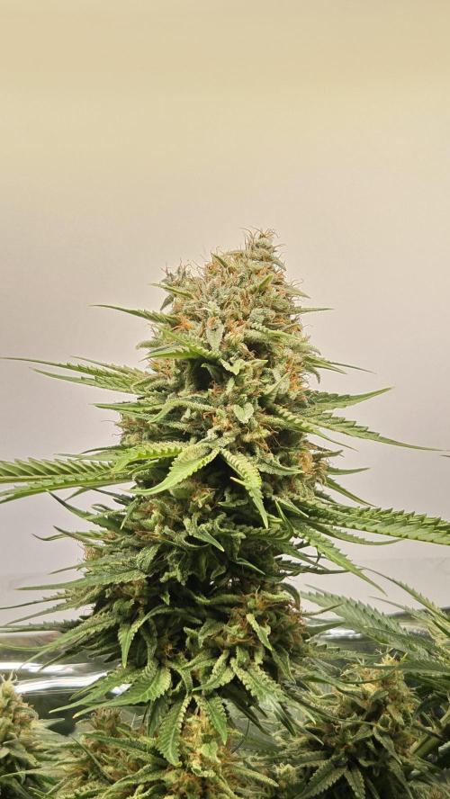 Amnesia 🧠. Week 20