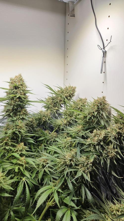 Amnesia 🧠. Week 20