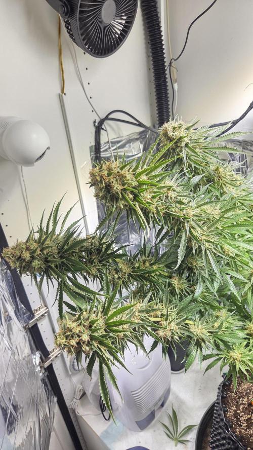 Amnesia 🧠. Week 20
