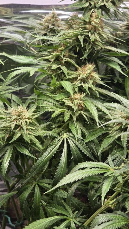 Amnesia 🧠. Week 20