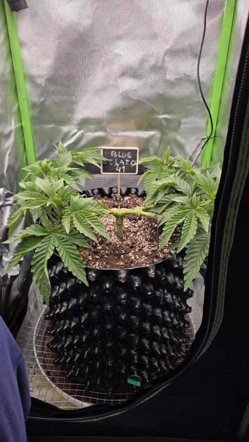 Blue Gelato 41 🍦. Week 7