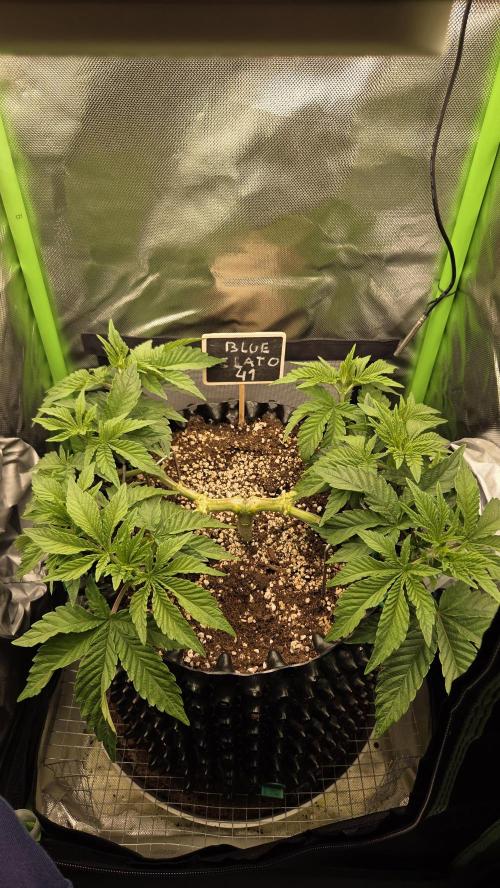 Blue Gelato 41 🍦. Week 7