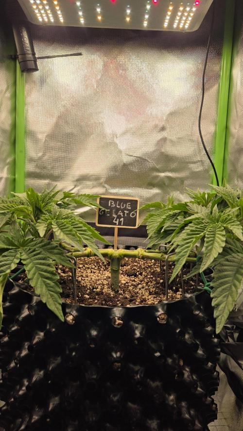 Blue Gelato 41 🍦. Week 7