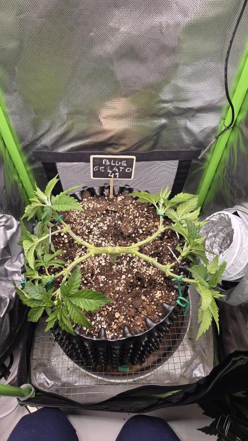 Blue Gelato 41 🍦. Week 7