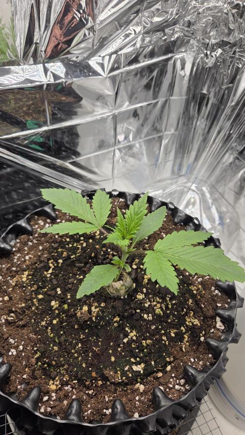 Gorilla Punch Auto 🦍🥊. Week 2