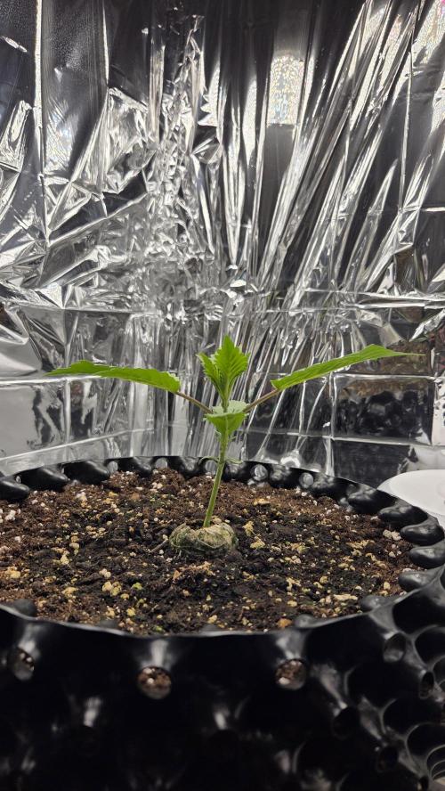 Gorilla Punch Auto 🦍🥊. Week 2