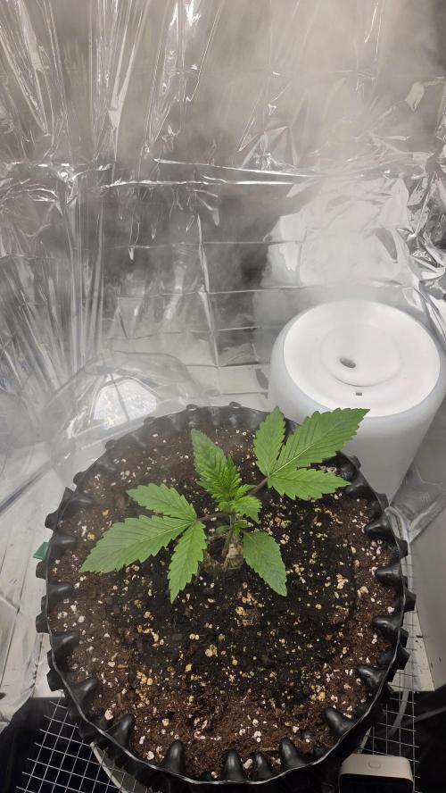Gorilla Punch Auto 🦍🥊. Week 2
