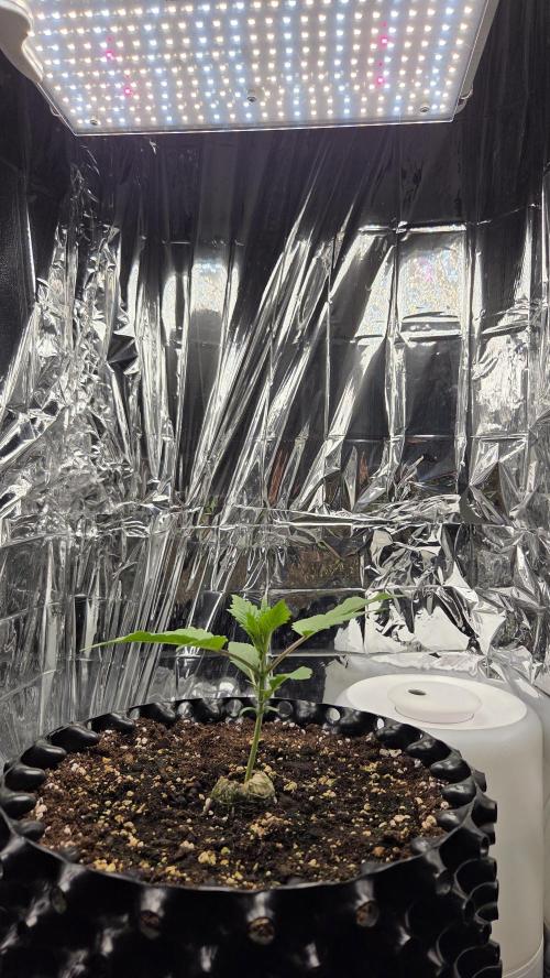 Gorilla Punch Auto 🦍🥊. Week 2