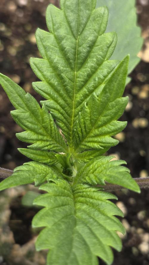 Gorilla Punch Auto 🦍🥊. Week 2