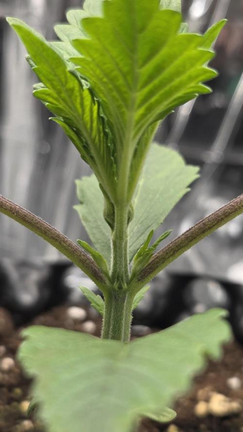 Gorilla Punch Auto 🦍🥊. Week 2