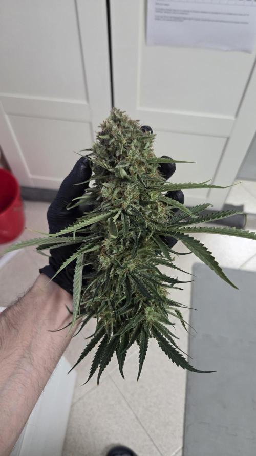 Amnesia 🧠. Week 21