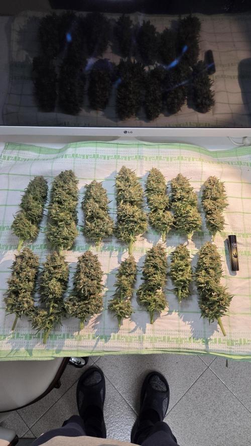 Amnesia 🧠. Week 21