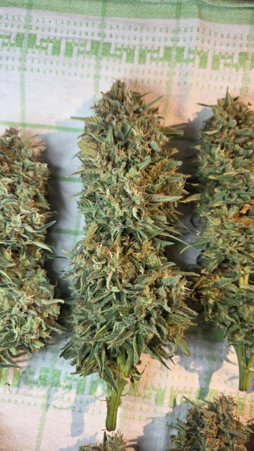 Amnesia 🧠. Week 21