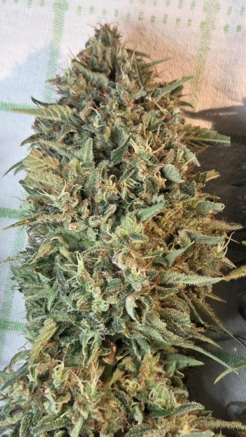 Amnesia 🧠. Week 21
