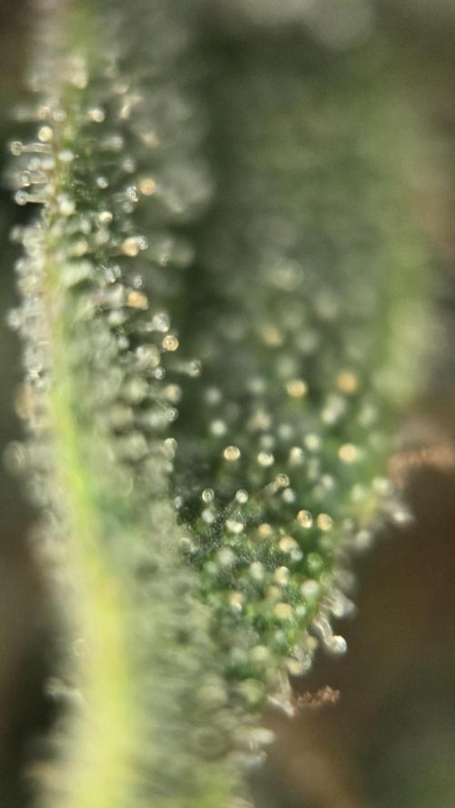 Amnesia 🧠. Week 21
