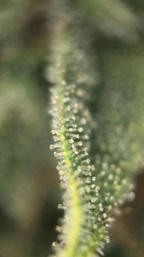 Amnesia 🧠. Week 21