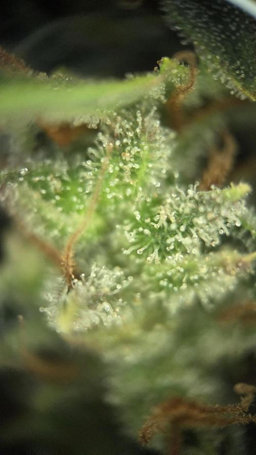Amnesia 🧠. Week 21