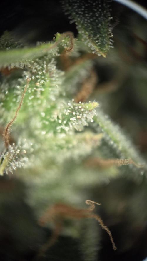 Amnesia 🧠. Week 21
