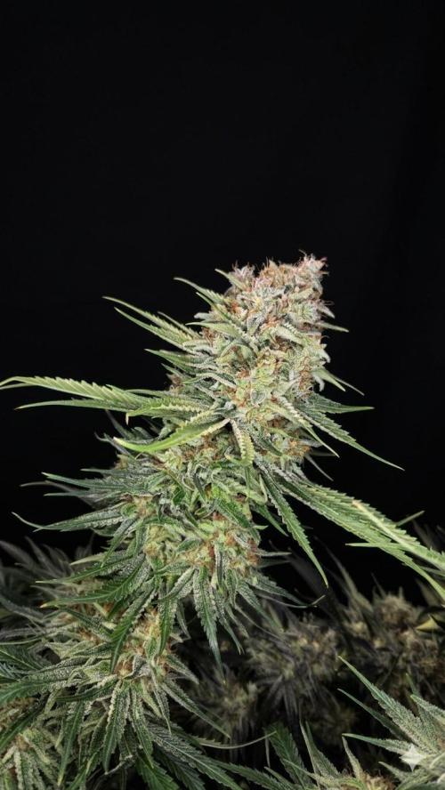 Amnesia 🧠. Week 21