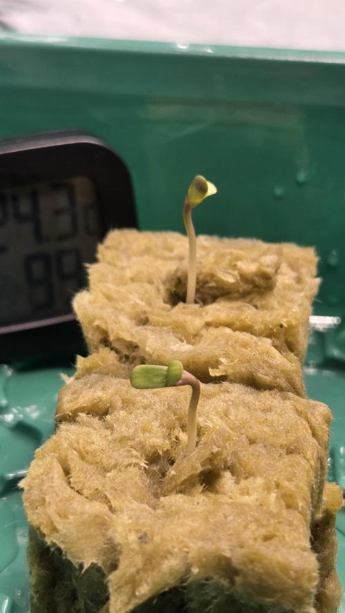 DWC - Frostbanger ❄️💥. Week 0