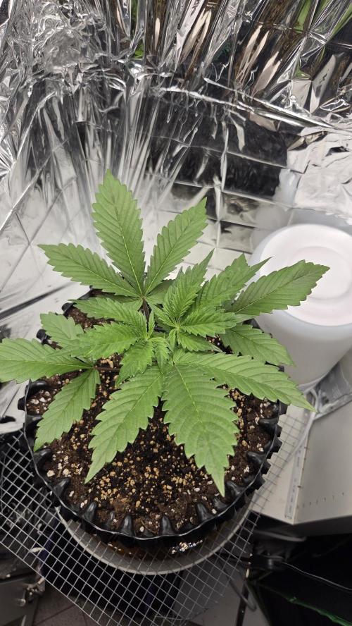 Gorilla Punch Auto 🦍🥊. Week 3