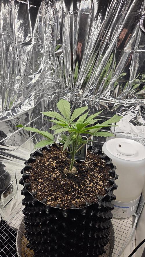Gorilla Punch Auto 🦍🥊. Week 3