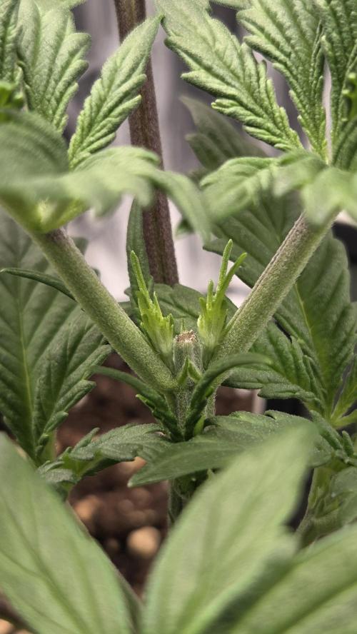 Gorilla Punch Auto. Week 3