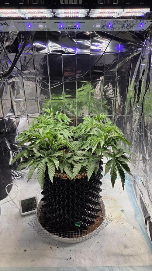 Blue Gelato 41 🍦. Week 8