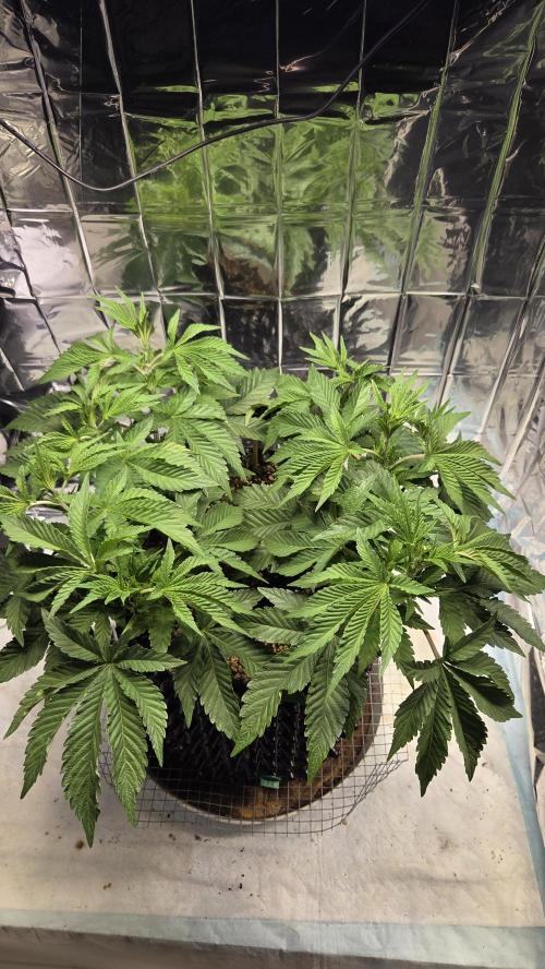 Blue Gelato 41 🍦. Week 8