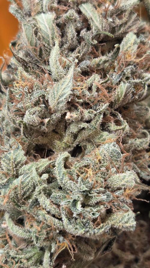 Amnesia 🧠. Week 21