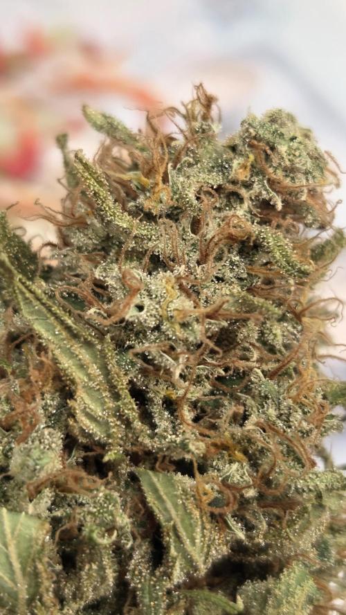 Amnesia 🧠. Week 21