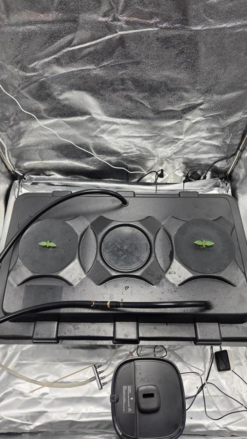 DWC - Frostbanger ❄️💥. Week 1