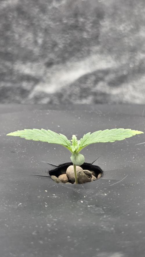 DWC - Frostbanger ❄️💥. Week 1