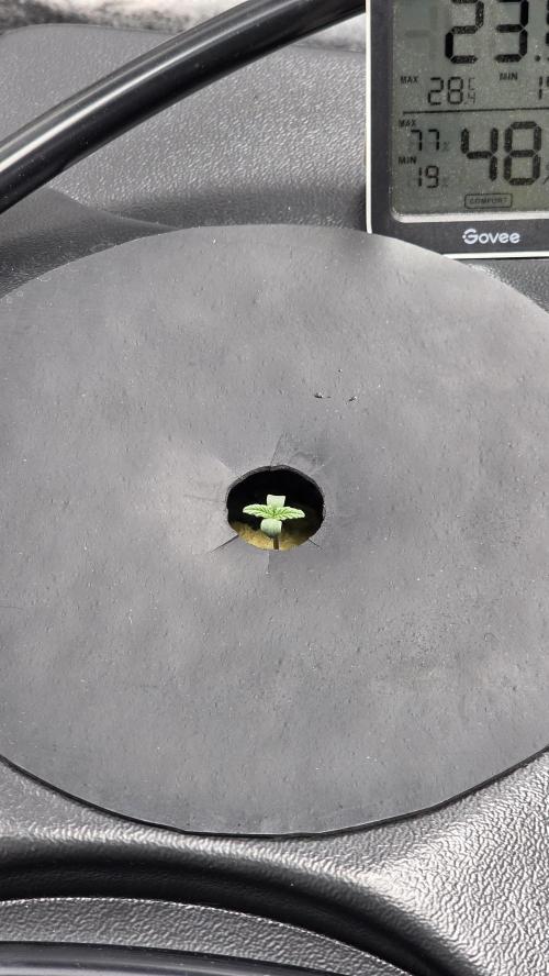 DWC - Frostbanger ❄️💥. Week 1